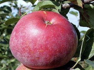 Dessertäpple 'Röd Aroma'